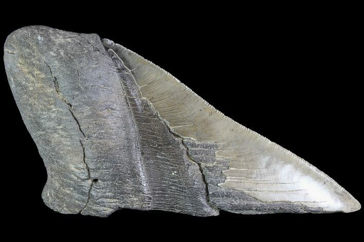 Partial Fossil Megalodon Tooth - Serrated Blade #84253
